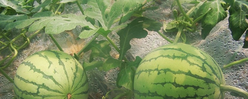 早熟西瓜什么时候种植