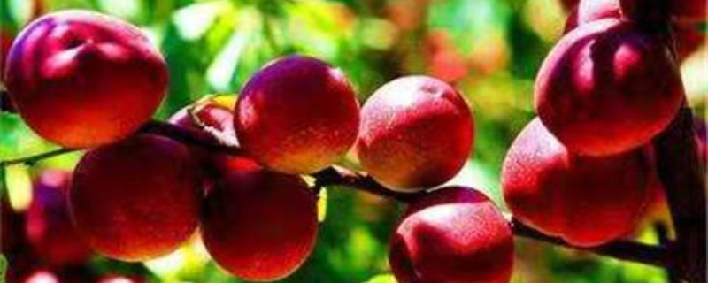 珍珠枣油桃成熟时间