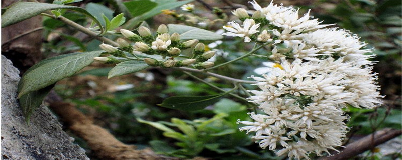 扁桃斑鸠菊能治哪种病