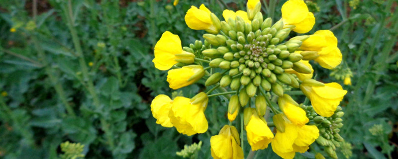 油菜开花是什么季节