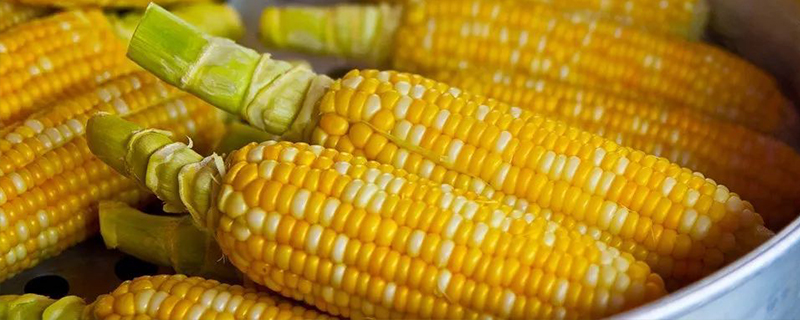 玉米种子的形状