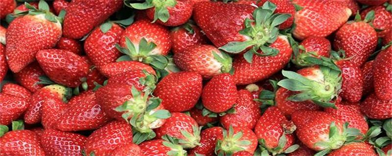 草莓是哪个季节的