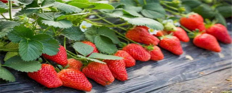 草莓上有白霜是怎么了