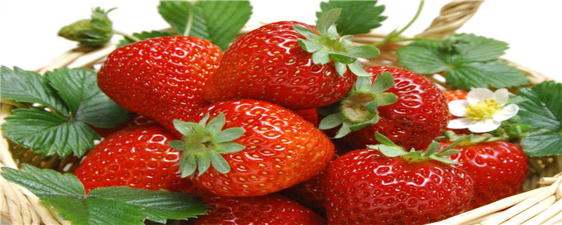草莓如何授粉