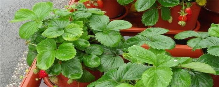 草莓苗的培育方法