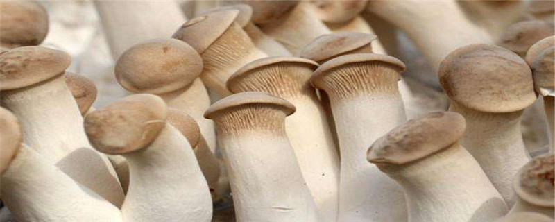 长条的蘑菇叫什么