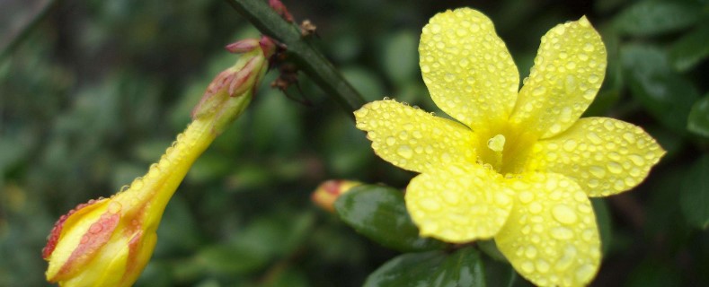 迎春的挖桩季节