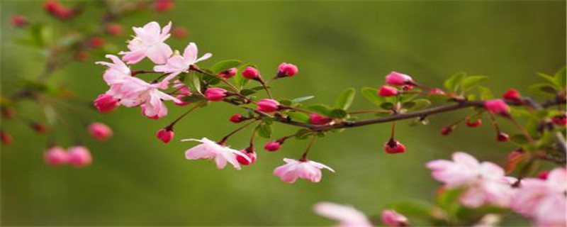 垂丝海棠花语