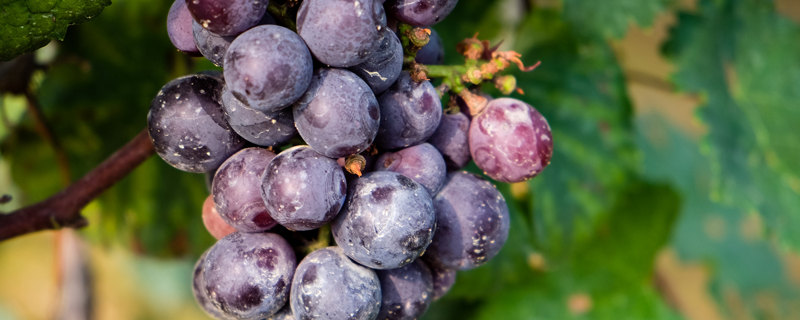 大棚葡萄品种有哪些