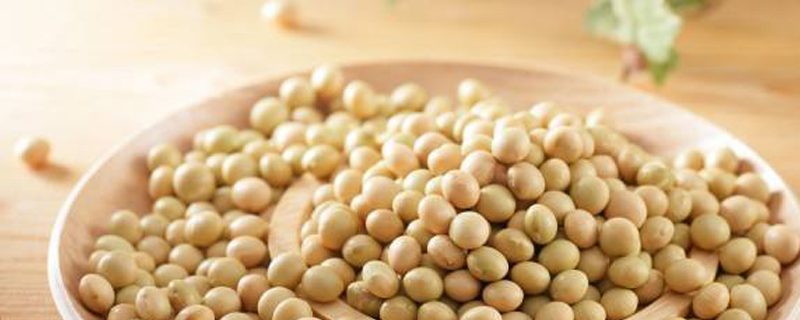 大豆种子萌发过程