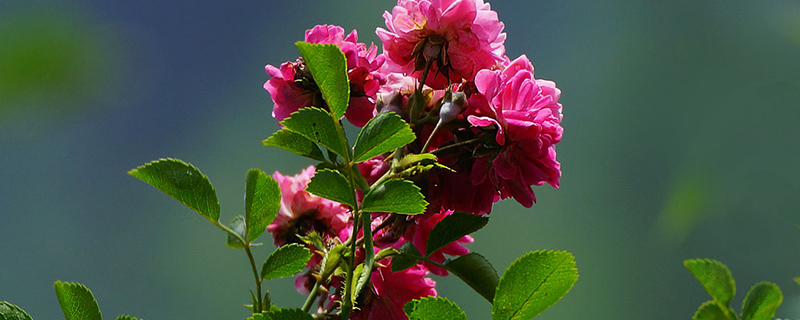 刺玫瑰花的养殖方法