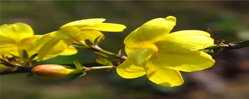 代表四个季节的花有哪些