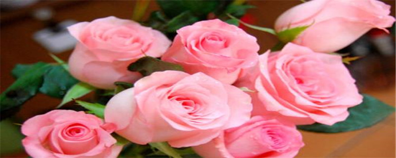 戴安娜玫瑰的花语和寓意