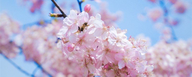 樱花种植条件和区域