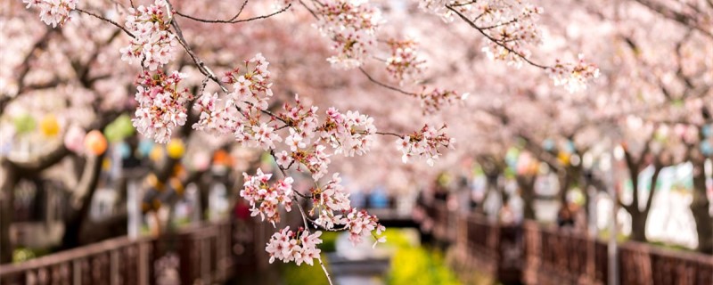 樱花树和樱桃树有什么区别