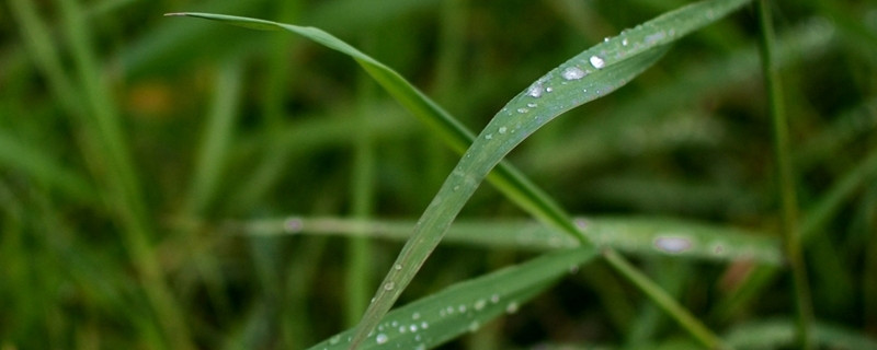 春雨的养殖方法