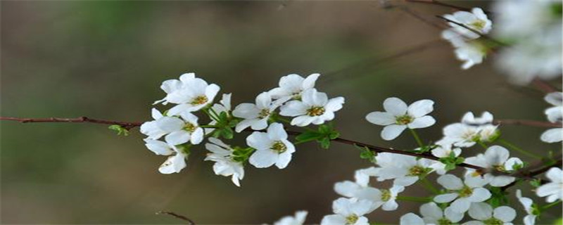 雪柳花语殊胜是什么意思