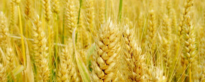 小麦的形状