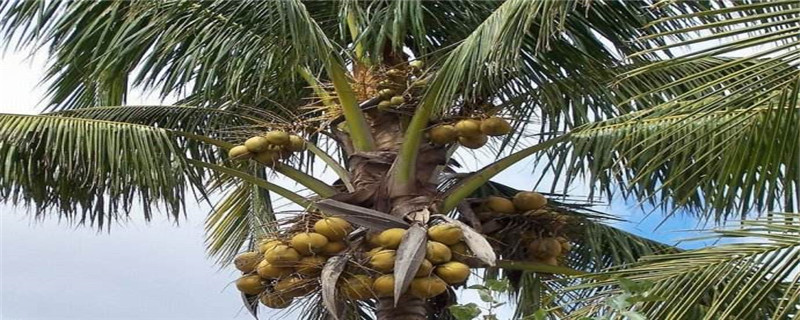 椰子树在北方能活吗