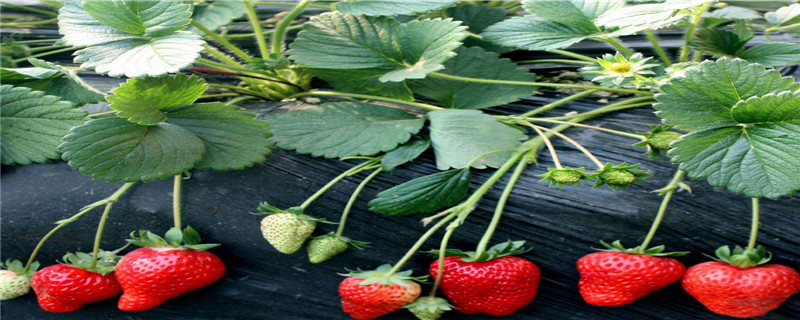 一棵草莓苗能结多个果