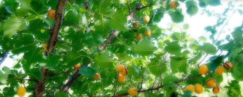 杏树可以嫁接几种果树