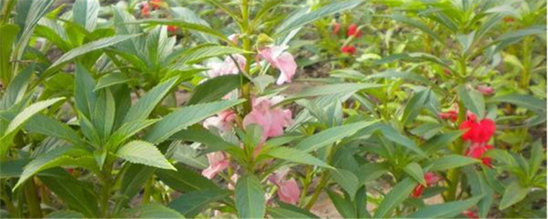 茶花凤仙的种植方法