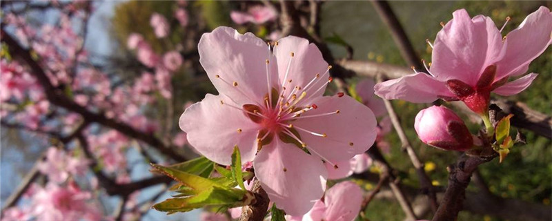 桃花花蕊的颜色和形状