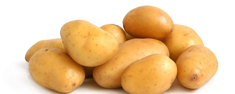 发芽的土豆怎么种盆栽