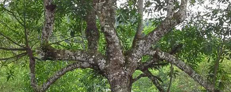 金刚菩提果树图片