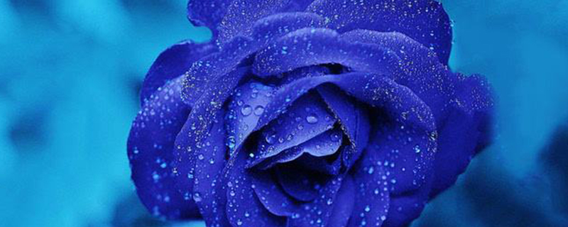 19朵蓝色妖姬的花语