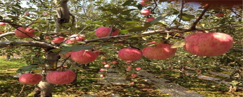 日本人怎么修剪苹果树
