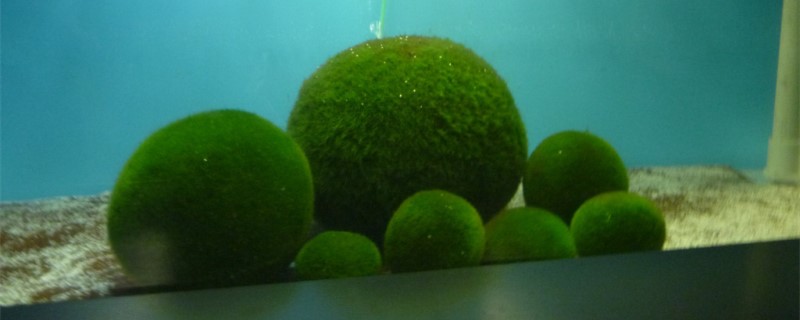 球藻怎么养炸毛