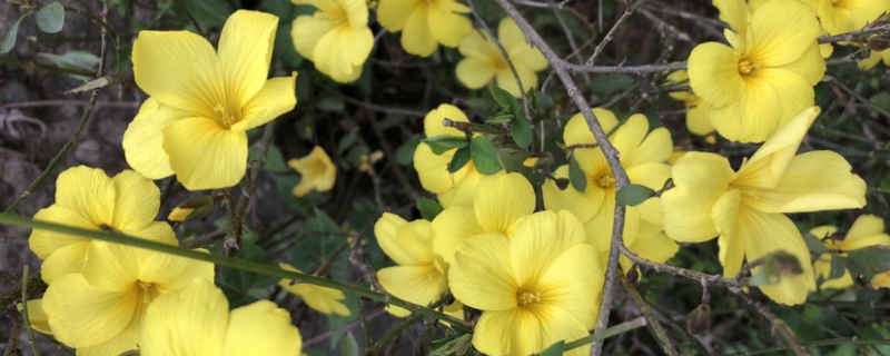 迎春花下山桩如何生根