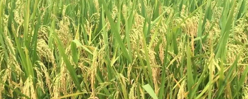 水稻用什么繁殖