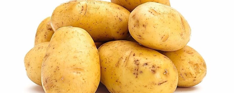 土豆水培盆栽的方法