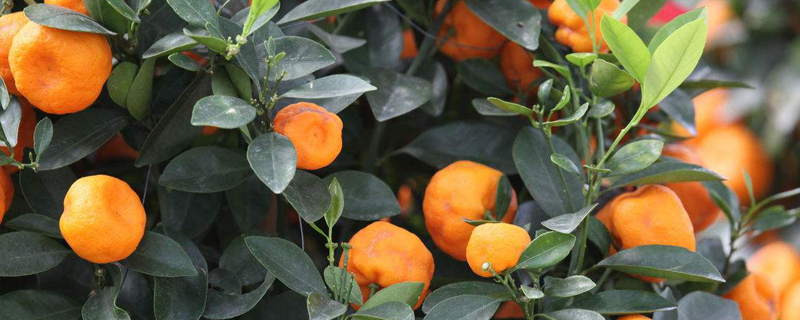 橘子树怎么种