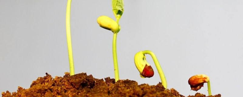 种子成长过程