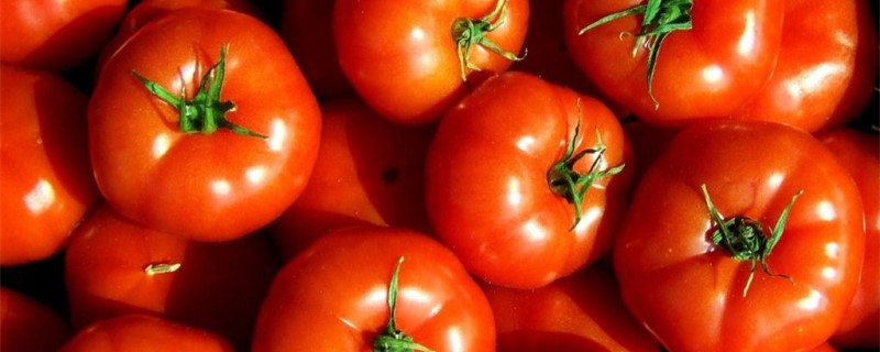 西红柿空心是什么原因