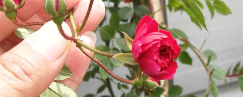 甜蜜红木香是蔷薇花吗