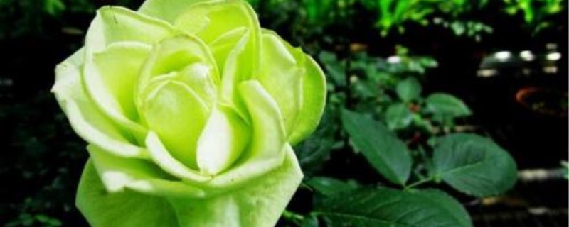 绿色的玫瑰花叫什么