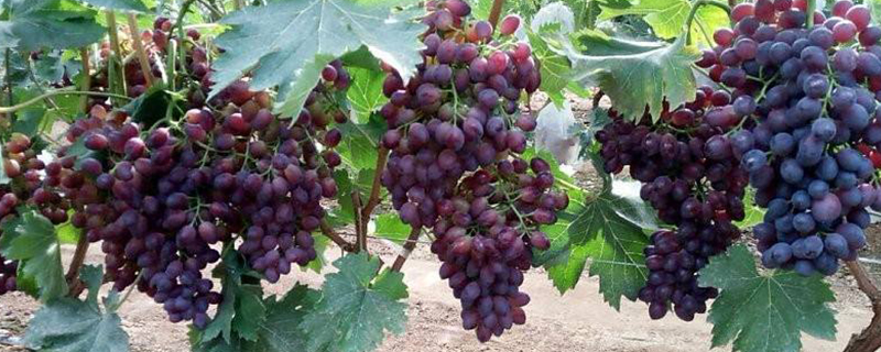 极早熟葡萄新品种