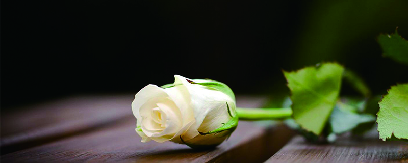 白玫瑰的花语和寓意