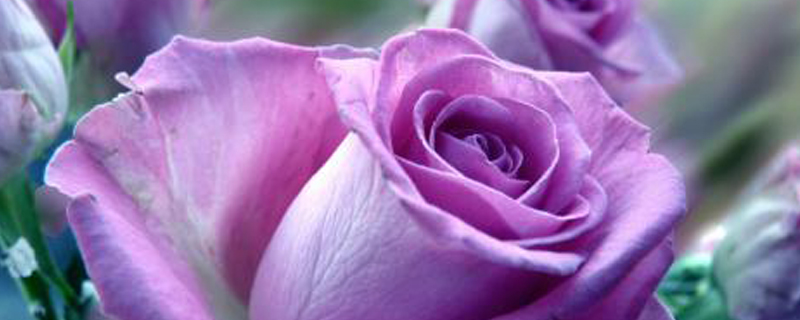 紫玫瑰品种 花百科
