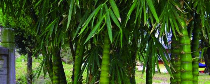 盆栽竹种类
