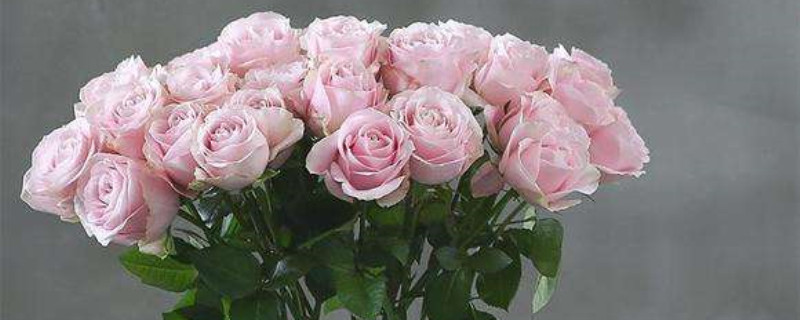 粉红雪山玫瑰花语