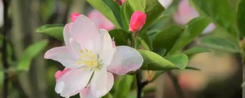 苹果树苗新品种两年挂果的是什么