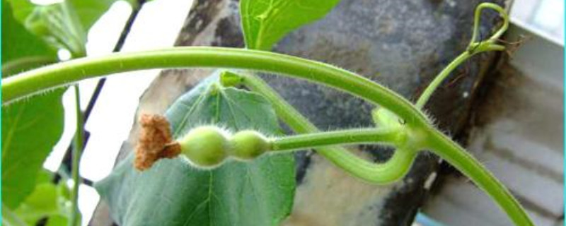 家庭盆栽小葫芦的种植经验
