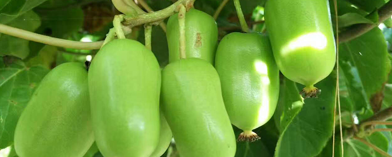 软枣猕猴桃树几年结果