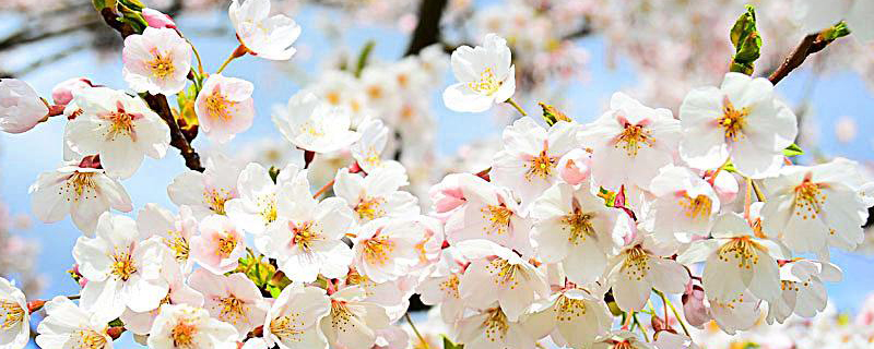 春天开白色花的树有哪些