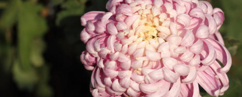 粉色菊花的花语是什么